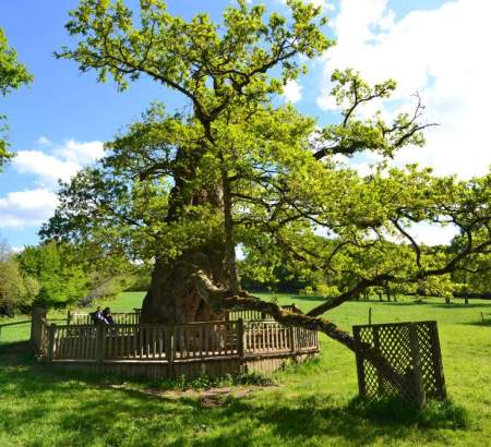 Un arbre âgé de près de 1000 ans